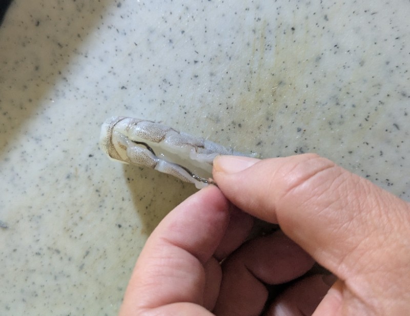 ステップ5